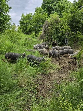 Smak, który zaczyna się na pastwisku – ekologiczny drób z Mikoszowa